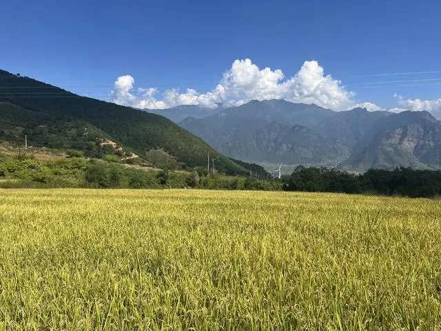 世界粮食日 安宁河谷一块稻田如何产出 “凉山好粮”？